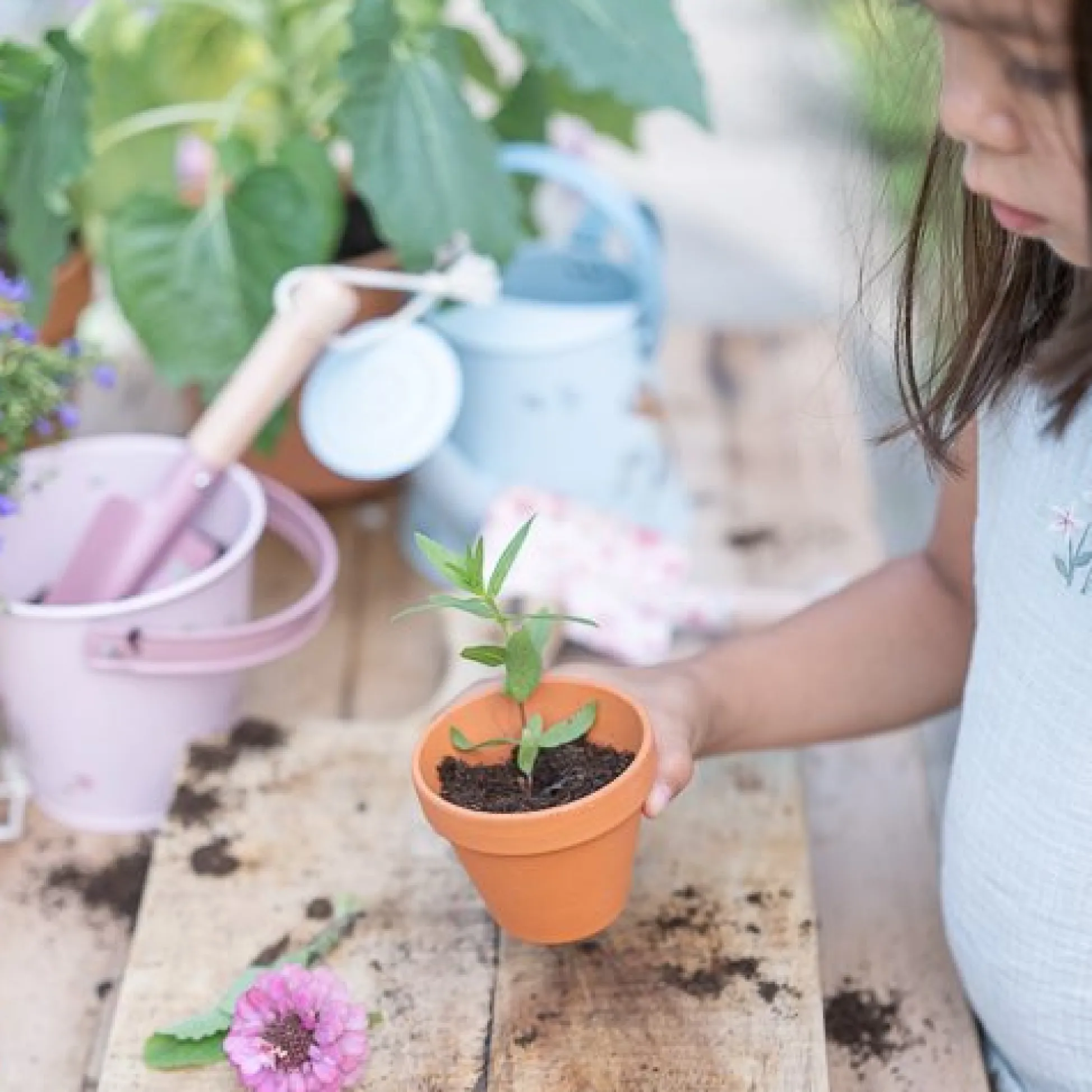 Tuin emmer - Roze - Fairy Garden